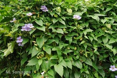 Thunbergia grandiflora